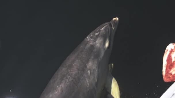 海豚在船边游动 — 图库视频影像