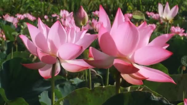 Beaux Lotus Fleurs Poussant Dans Étang Jour Été — Video