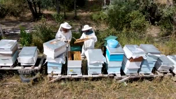 Los Apicultores Recogen Miel Trajes Protectores — Vídeos de Stock