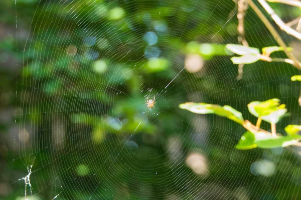 Una Tela Araña Con Araña Medio — Foto de Stock