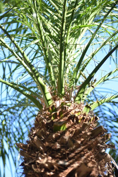 Tiro Ângulo Baixo Das Folhas Verdes Uma Palmeira Fundo Embaçado — Fotografia de Stock
