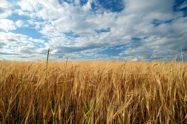 Het Prachtige Tarweveld Met Blauwe Lucht — Stockfoto