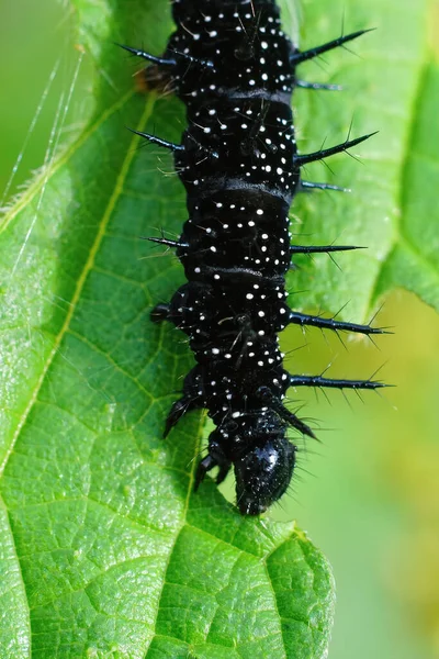 Closeup Vertical Uma Lagarta Preta Inachis Borboleta Pavão Comendo Uma — Fotografia de Stock