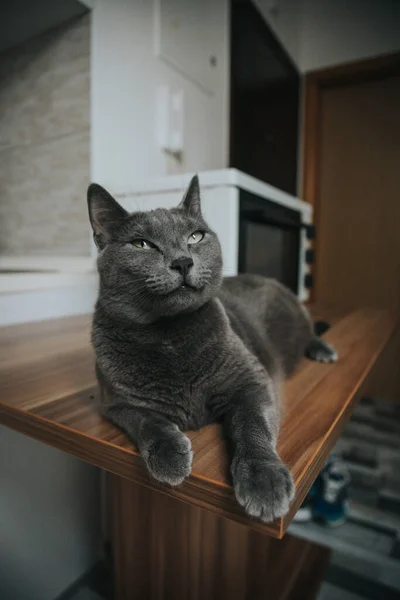 Ένα Κοντινό Πλάνο Μιας Βρετανικής Γάτας Ξύλινο Τραπέζι — Φωτογραφία Αρχείου