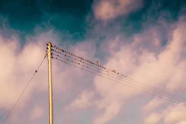 Eine Nahaufnahme Von Vögeln Die Auf Stromleitungen Einer Stange Hocken — Stockfoto