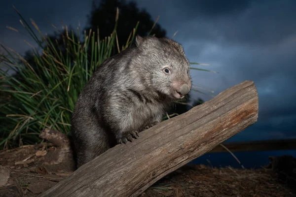 Eine Nahaufnahme Eines Flauschigen Niedlichen Wombats Auf Einem Baumstamm Freier — Stockfoto