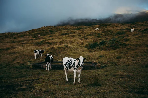 Uma Manada Vacas Nas Terras Altas Num Dia Nublado — Fotografia de Stock