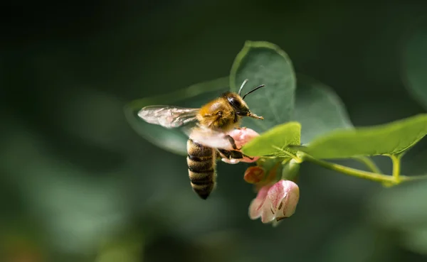 Včela Opylující Květinu Zahradě — Stock fotografie
