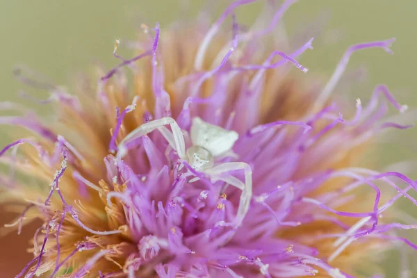 White Humped Crab Spider, Thomisus onustu, waiting for its prey in the purple petals of a Maltese Rock-Centaury flower, Cheirolophus crassifolius.