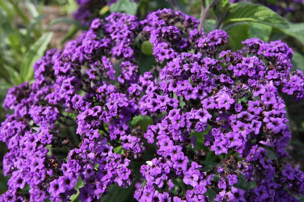 Gros Plan Fleurs Violettes Qui Poussent Entourées Plantes Vertes — Photo