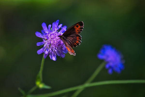 Tiro Macro Uma Bela Borboleta Uma Pequena Flor Escabiosa Livre — Fotografia de Stock