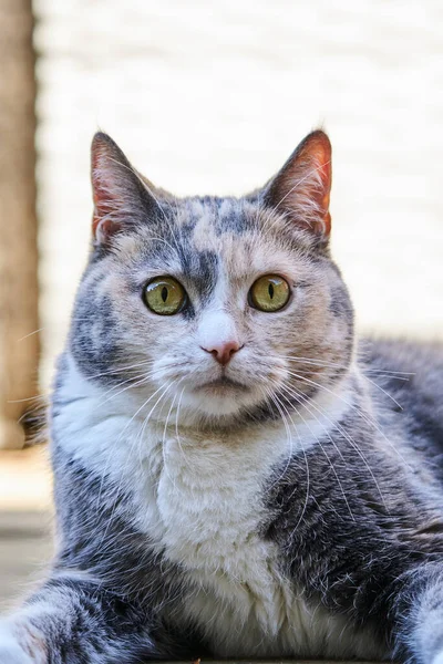 Primo Piano Verticale Simpatico Gatto Bicolore — Foto Stock