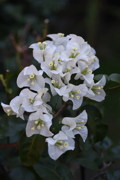 Een Close Shot Van Witte Bougainvillea Bloemen Een Wazige Achtergrond — Stockfoto