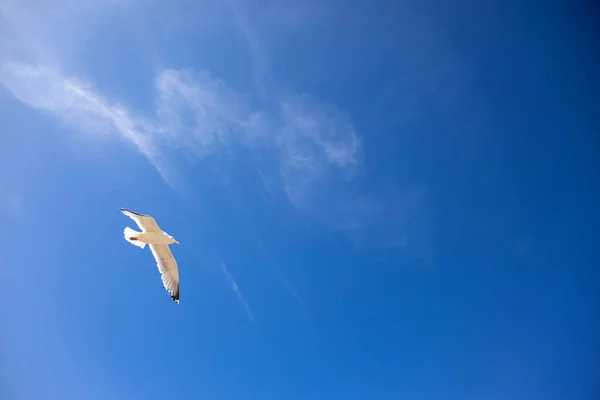 Mavi Gökyüzünde Uçan Beyaz Bir Martı Sağ Tarafında Kopya Alanı — Stok fotoğraf