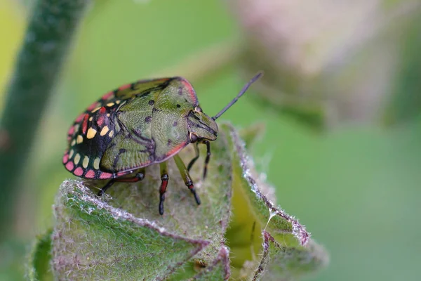 Primer Plano Una Colorida Ninfa Verde Del Insecto Apestoso Verde — Foto de Stock