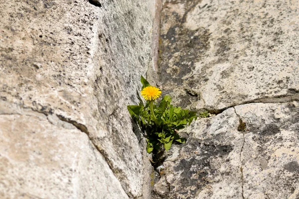 一道黄花的特写镜头在阳光下从裂开的石头上绽放出来 — 图库照片