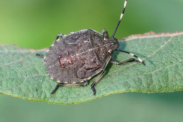 Mottled Pis Kokulu Böceğin Kahverengi Perisi Rhaphigaster Nebulosa Bahçesinde — Stok fotoğraf