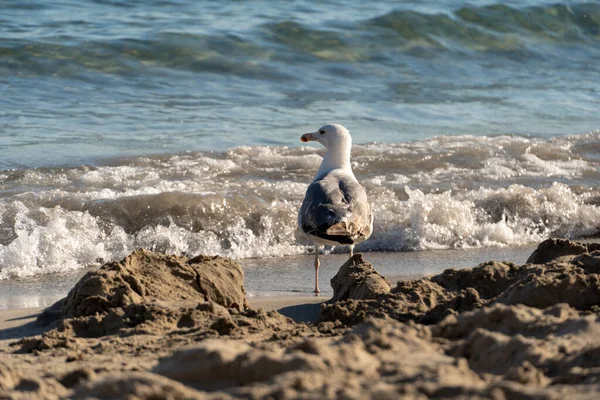Closeup Shot Seagull Sandy Beach — Stock Photo, Image