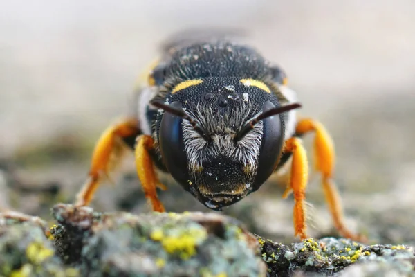 Фронтальний Крупним Планом Самку Рідкісної Темної Чорнохвостої Бджоли Дрібної Шерсті — стокове фото