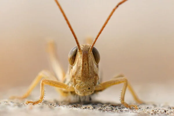 Facial Closeup Euchorthippus Elegantulus Jersey Grasshopper Gard France Large Antenna — Stock Photo, Image