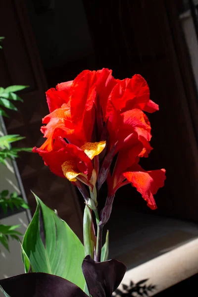 Bahçede Parlak Kırmızı Bir Çiçek — Stok fotoğraf