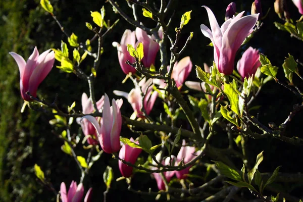 Gros Plan Belles Fleurs Magnolia Rose Chinois Dans Jardin — Photo