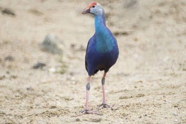 Gros Plan Swamphen Occidental Dans Son Habitat Naturel — Photo