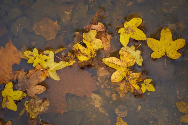Tiro Folhas Amarelas Laranja Deitadas Chão Lagoa Água — Fotografia de Stock