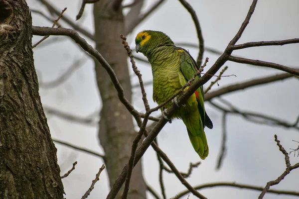 Amazona Frente Turquesa Amazona Aestiva Também Chamado Papagaio Frente Azul — Fotografia de Stock