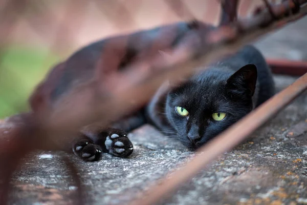 一只绿眼睛的黑猫躺在生锈的金属栅栏后面的特写镜头 — 图库照片