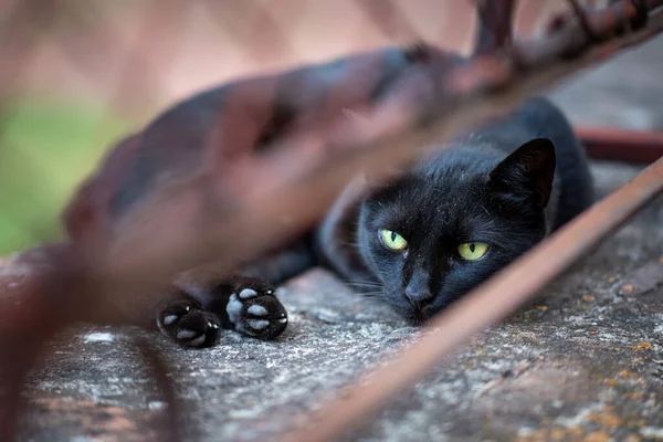 Primer Plano Gato Negro Con Ojos Verdes Acostado Detrás Una — Foto de Stock