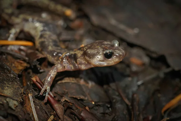Gros Plan Une Salamandre Nuageuse Aneides Vagrans Sur Sol Forêt — Photo