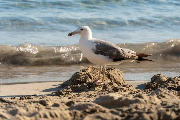 Primer Plano Una Gaviota Playa Arena — Foto de Stock