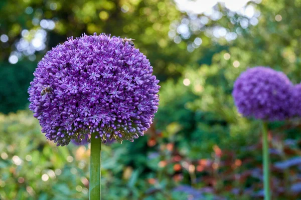 Shallow Depth Field Shot Bees Sitting Purple Allium Growingaround Green — Stock Photo, Image