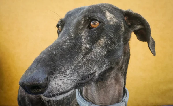 Colpo Del Volto Cane Con Una Faccia Lunga Guardando Lato — Foto Stock