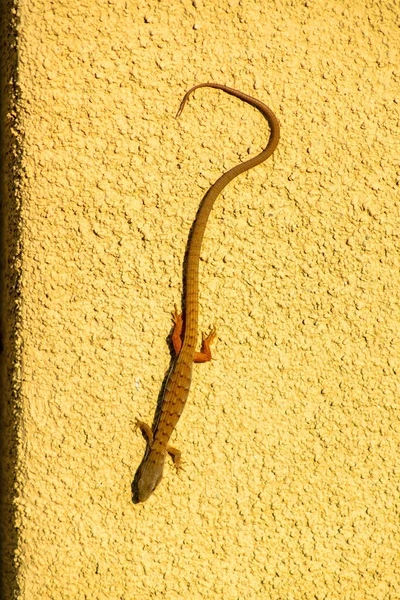 一只蜥蜴在墙上的垂直特写镜头 — 图库照片