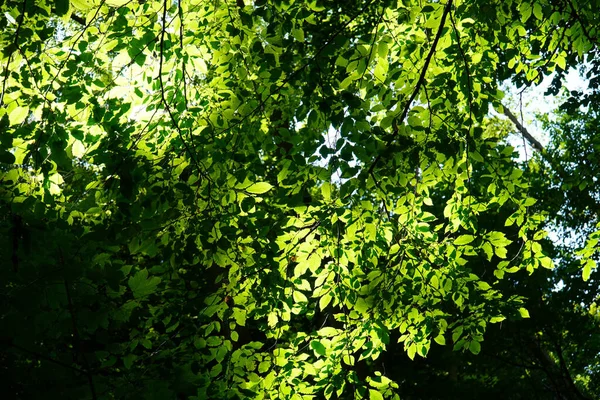 Tiro Folhas Verdes Uma Árvore Jardim Sob Luz Natural Sol — Fotografia de Stock