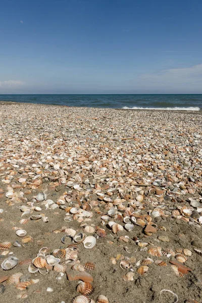 A vertical shot of common cockle shells scattered on the bay in Malaga, Spain