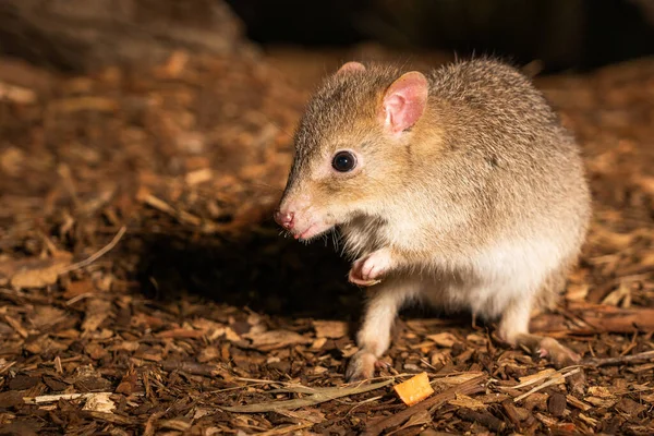 Closeup Cute Eastern Bettong — Stock Photo, Image