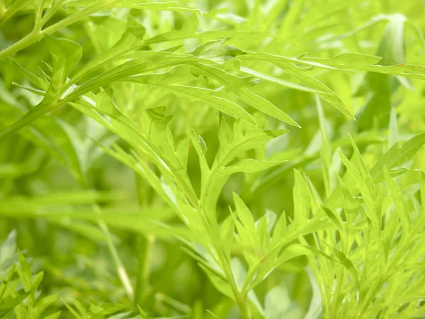 Closeup Sweet Wormwood Artemisia Annua — Stock Photo, Image