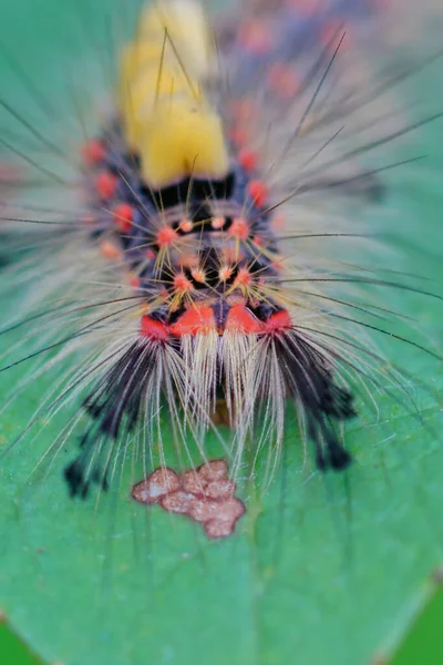 緑の葉の上に錆びた牙靴下の蛾や蒸気 Orgyia Antiquaのカラフルな毛虫の垂直閉鎖 — ストック写真