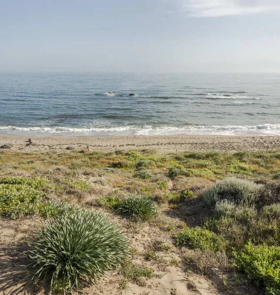 スペイン アンダルシア州カラフォンダの海岸砂砂丘の植生 — ストック写真