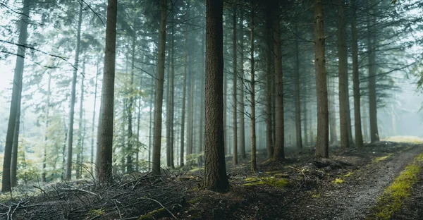 Гарний День Дощу Вічнозеленому Лісі — стокове фото