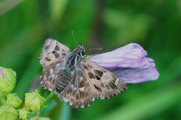Closeup Mallow Skipper Butterfly Carcharodus Alceae Sitting Pink Flower Host — Stock Photo, Image