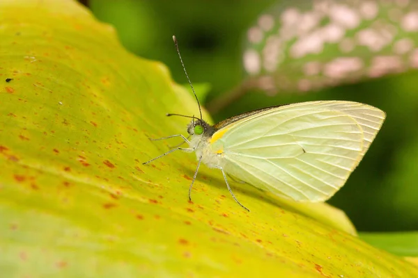 Uma Borboleta Repolho Uma Folha Amarela Jardim — Fotografia de Stock