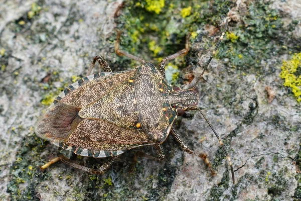 Подробный Крупный План Brown Marmorated Stink Bug Halyomorpha Halys Гарде — стоковое фото