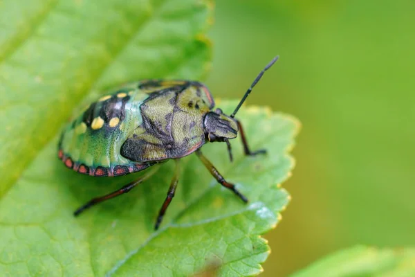 Close Uma Ninfa Verde Colorida Bug Stink Verde Sul Nezara — Fotografia de Stock