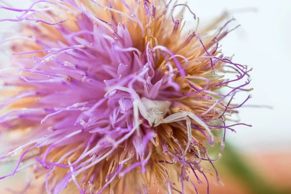 Vit Humped Krabbspindel Thomisus Onustu Maltesiska Rock Centaury Blomma Cheirolophus — Stockfoto