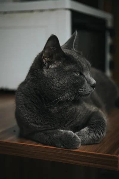 Een Close Shot Van Een Slaperige Britse Stenografisch Kat Een — Stockfoto