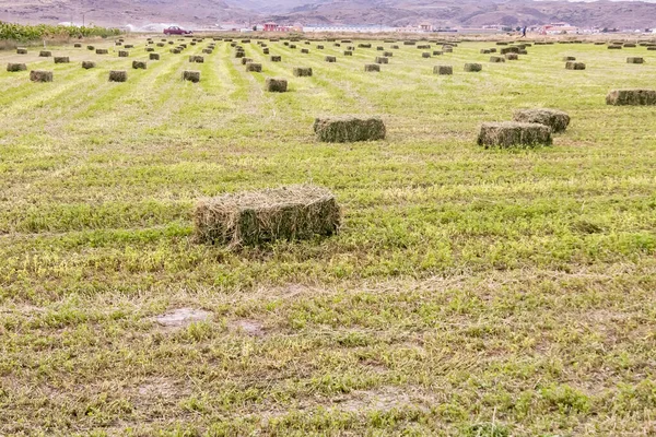 Cosecha Trébol Pacas Verdes Paja Para Alimentación Animales Granja Fondo — Foto de Stock